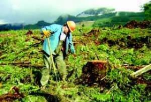 Business as usual at the Snoqualmie Tree Farm