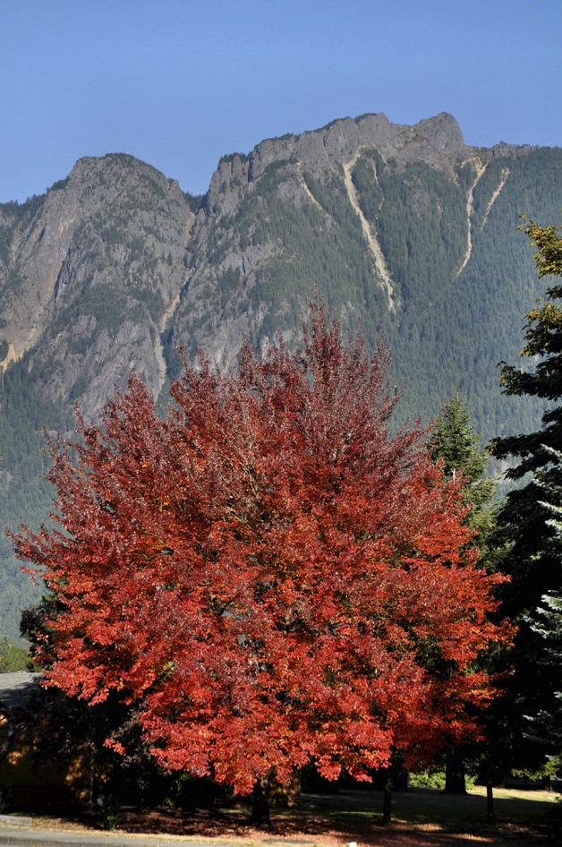 Reader photo: Fall color and Mount Si