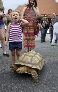 The Reptile Man’s tortoise wanders North Bend Way