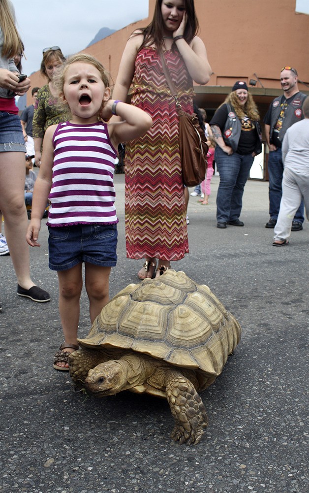 The Reptile Man’s tortoise wanders North Bend Way