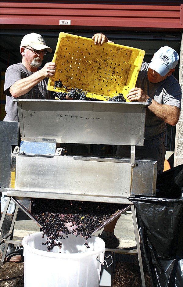 Future Merlot vintages slide into a bucket as Boeing Wine Club members Tom Wiitala and Glen Johnson pour grapes into the crusher at their Snoqualmie Ridge storage locker.