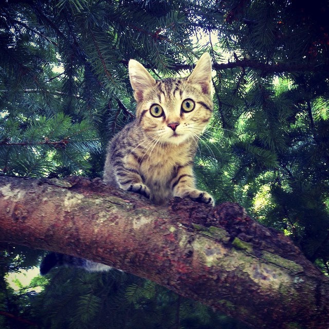 A young kitten
