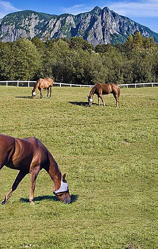 A photo from the Snoqualmie Valley Riding Club’s website highlights the beautiful setting of the arena.