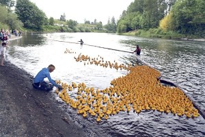Diane Lind wrangles a flock of rubber ducks during the Fall City Days Ducky Derby
