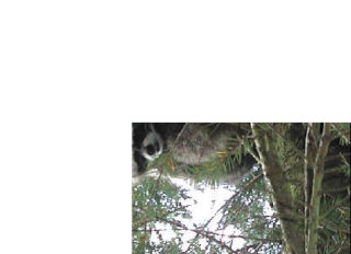 North Bend resident Kari Kokenge snapped this shot of a furry fellow up a tree on Wednesday