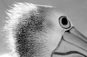 Photographs of the world’s wildlife