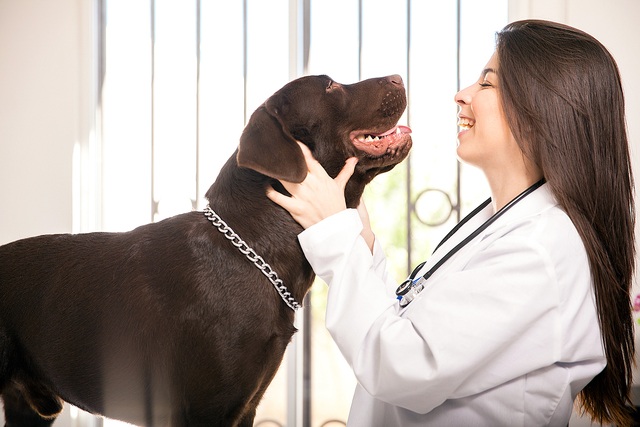 Dog and vet