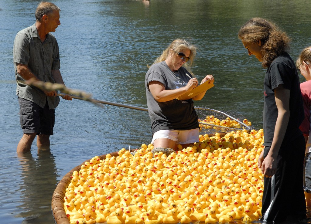 Carol Ladwig/Staff Photo John Hanley and Jane Krein gather up the duckies after their dash down the Snoqualmie in 2015.