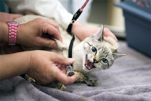 A kitten reacts as volunteers administer vaccinations. About 50 pets received vaccinations at the clinic