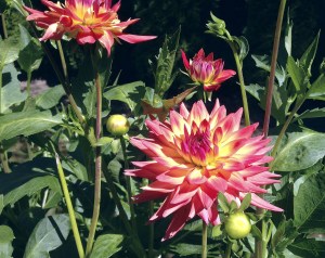 Dahlias are in bloom for the 2016 Flower Festival at the Dahlia Barn