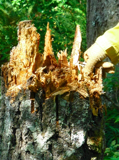 Photo courtesy of Ken BevisExample of jagged top created with chainsaw cuts and hammer blows.