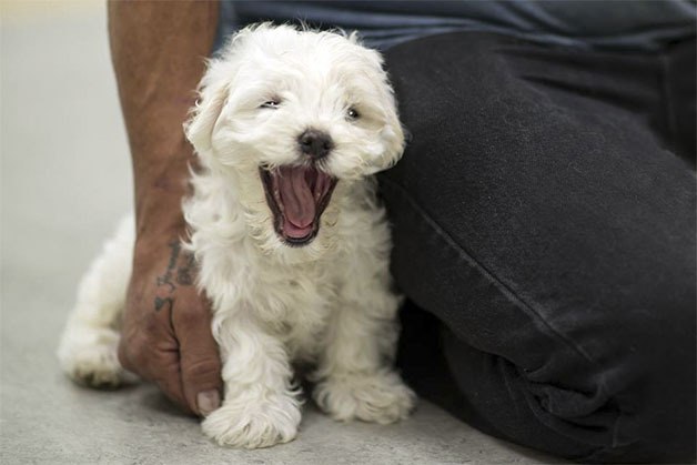 A local pet gets vaccinated at Valley Animal Partners.