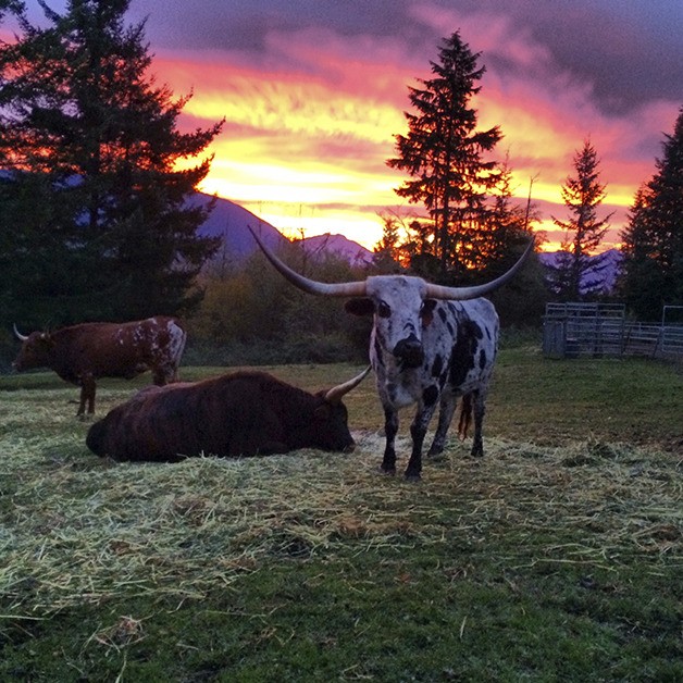 Reader Photo | Snoqualmie Cattle Co.’s prize cows rise early