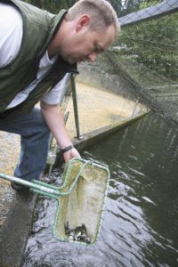 Tokul Creek Fish Hatchery Manager Darin Combs cares for thousands of trout at the facility