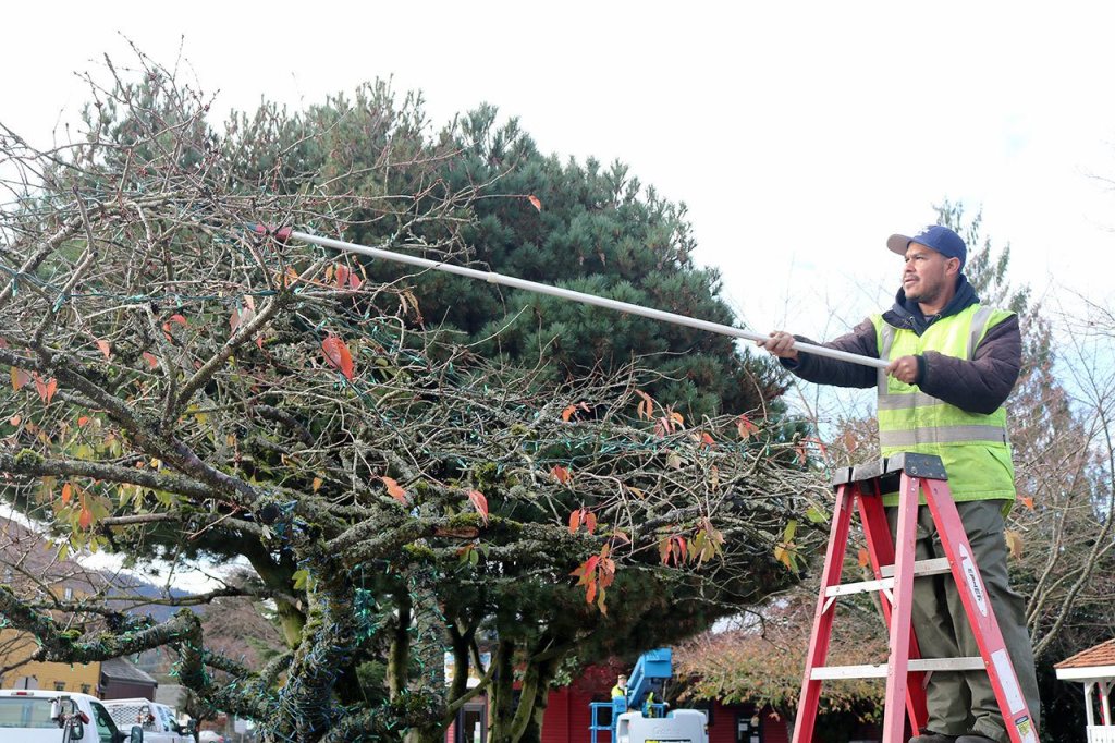 Jorge Orozco lines a small tree on the corner of S.E. King Street and Railroad Avenue with lights. The tree trunk was wrapped with a cord of lights that spun all the way up into the branches. (Evan Pappas/Staff Photo)