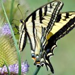 Learnard Hendricks’ art work on display through December in Snoqualmie City Hall