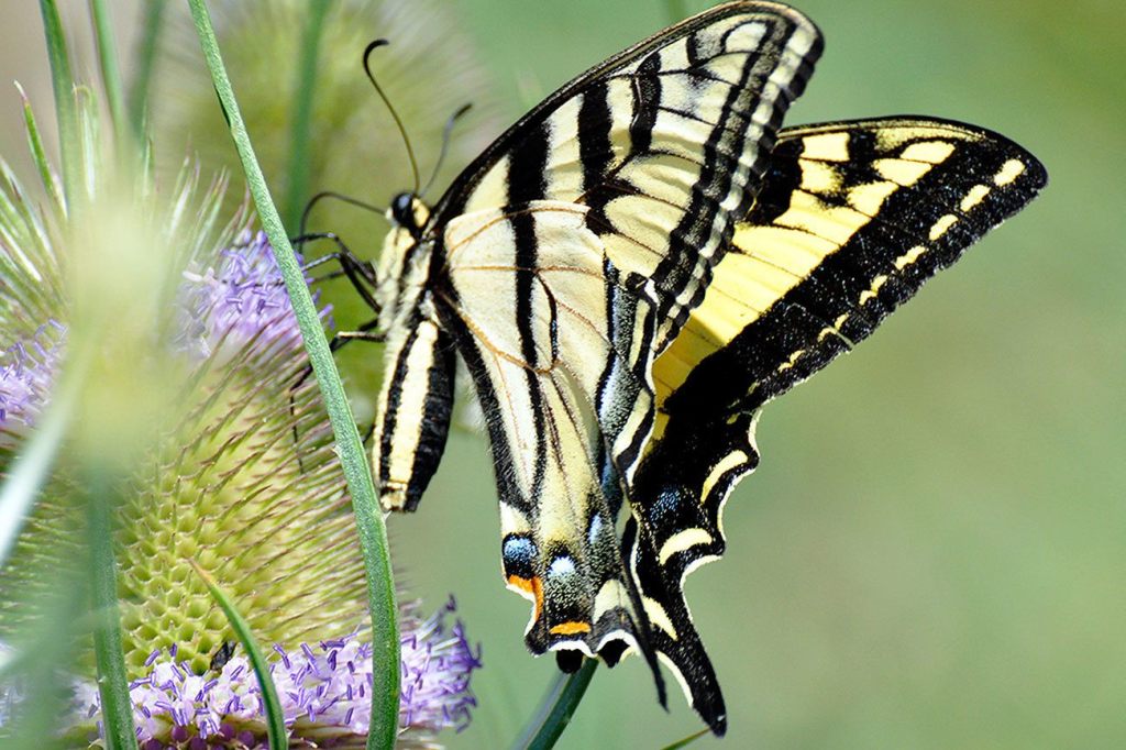 Learnard Hendricks’ art work on display through December in Snoqualmie City Hall