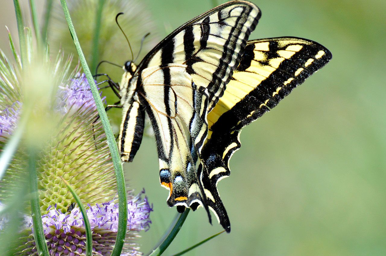 Learnard Hendricks’ art work on display through December in Snoqualmie City Hall