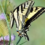 Learnard Hendricks’ art work on display through December in Snoqualmie City Hall