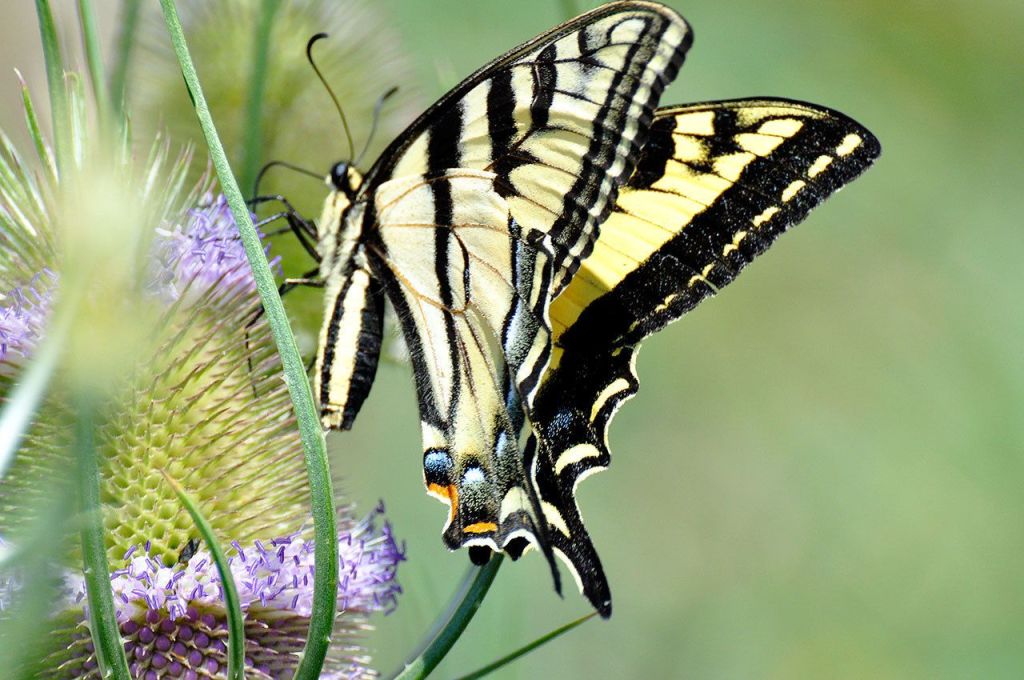 Learnard Hendricks’ art work on display through December in Snoqualmie City Hall