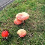 Found on Fairway Avenue S.E. and Douglas Avenue S.E., Amanita Muscaria are poisonous mushrooms that can cause symptoms from nausea and discomfort to liver or kidney damage. (Courtesy Photo)