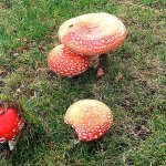 Amanita Muscaria mushrooms found at Snoqualmie Ridge