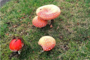 Amanita Muscaria mushrooms found at Snoqualmie Ridge