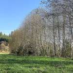 Now in 2016, trees in the Alder Grove are around 50 feet tall and function as a riparian buffer, providing shade and bank stability to improve salmon habitat in the Snoqualmie River.                                Photo courtesy of Jess Eskelsen, Oxbow Farm and Conservation Center
