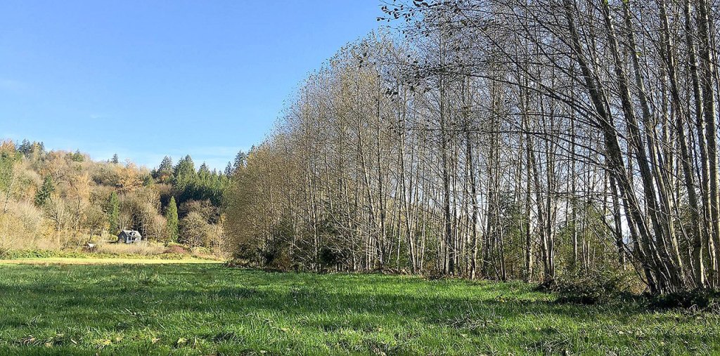 Now in 2016, trees in the Alder Grove are around 50 feet tall and function as a riparian buffer, providing shade and bank stability to improve salmon habitat in the Snoqualmie River.                                Photo courtesy of Jess Eskelsen, Oxbow Farm and Conservation Center