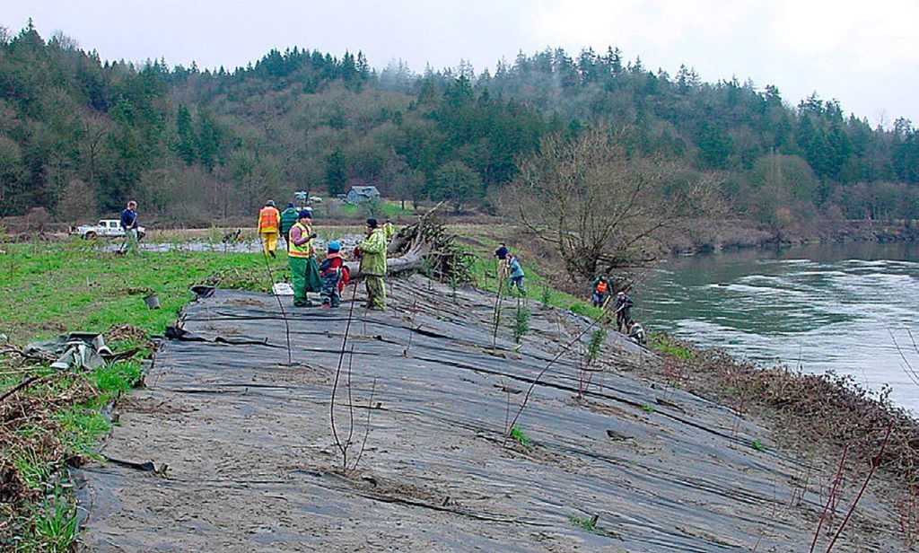 In 2004, the site of Oxbow Farm&rsquo;s future alder grove was prepared for planting. A work party removed invasive plants, and installed landscape fabric to suppress weed growth.                                Photo courtesy of Stewardship Partners