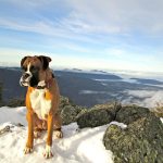 Courtesy Photo                                Yogi, a 6-year-old Boxer belonging to Cindy and Mike Gaudio of North Bend, was found four cold and stormy days after he got separated from his family on a hike to Mailbox Peak Dec. 30. He was found, tired and hungry, at the North Bend Fire Training Academy Jan. 2 and reunited with his family the same day.
