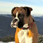 Lost on a trail, missing Boxer finds his way home after four stormy days