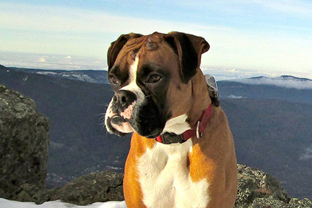Lost on a trail, missing Boxer finds his way home after four stormy days