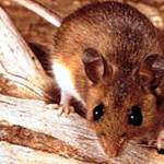 Second Issaquah resident confirmed ill with hantavirus | King County warns Issaquah may be ‘mini hot spot’ for disease