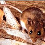Photo courtesy of Public Health - Seattle and King County                                The deer mouse is the primary carrier of hantavirus in Washington state.
