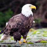 Birding in the Valley offers wonders no matter the time of year