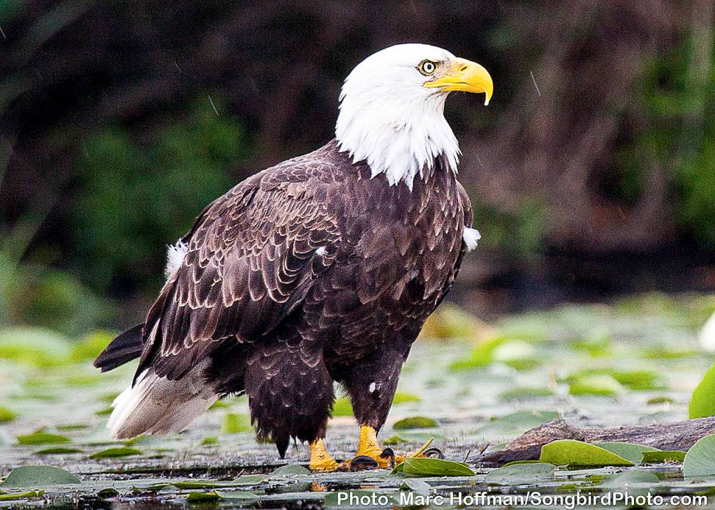 Birding in the Valley offers wonders no matter the time of year