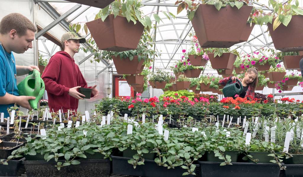 Mount Si horticulture students prepare for their annual plant sale, May 11 to 13.                                (Courtesy Photo)