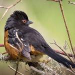 The Spotted Towhee is commonly found on the Pacific Northwest coast and throughout the Cascades, year round.                                Photo by Marc Hoffman