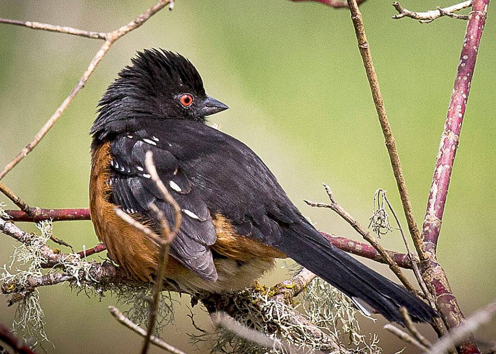 The Spotted Towhee is commonly found on the Pacific Northwest coast and throughout the Cascades, year round.                                Photo by Marc Hoffman