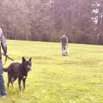 Courtesy Photo                                Echo Glen students in the Canine Connections program walk their dogs.