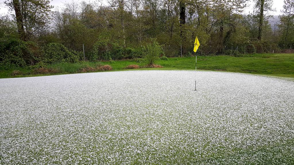 Hail covered the green at Mount Si Golf Course on the girls golf team&rsquo;s senior night event.                                Courtesy Photo