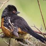 Birding in the Valley offers wonders no matter the time of year
