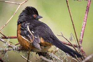 Birding in the Valley offers wonders no matter the time of year