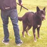 Canine Connections program at Echo Glen pairs youth, dogs in community supported effort