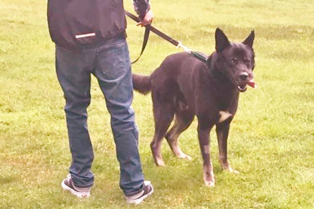 Canine Connections program at Echo Glen pairs youth, dogs in community supported effort