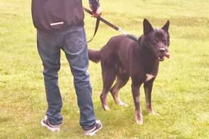 Canine Connections program at Echo Glen pairs youth, dogs in community supported effort