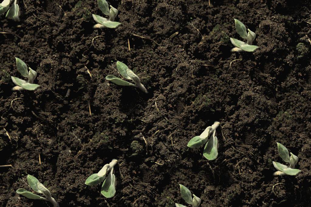 Duvall Civic Club plant sale is Saturday