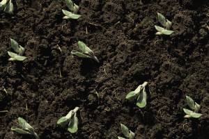 Duvall Civic Club plant sale is Saturday