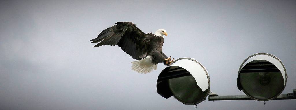 Preserving the moment: Local photographers capture daily wonders of life in the Valley